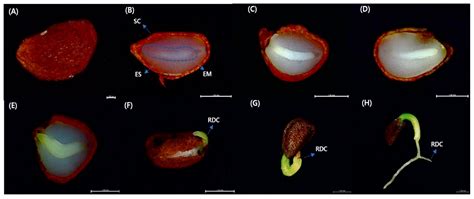 Seed Dormancy and Germination Characteristics of Vaccinium oldhamii Miq ...