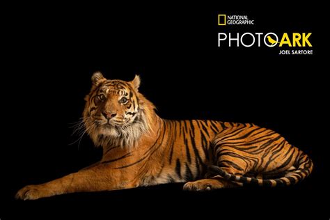 An Afternoon with World Renowned National Geographic Photographer Joel ...