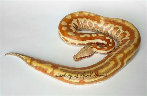 Matrix Blood Python 的图像结果