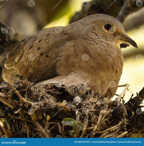 Image result for Brooding Bird