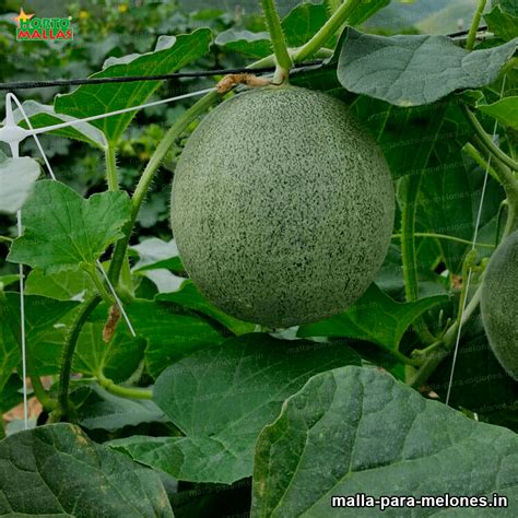 El tutorado de melones en la agricultura moderna - Malla para Melones