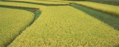 水稻种植的流程有哪些 水稻种植的流程 - 天奇生活