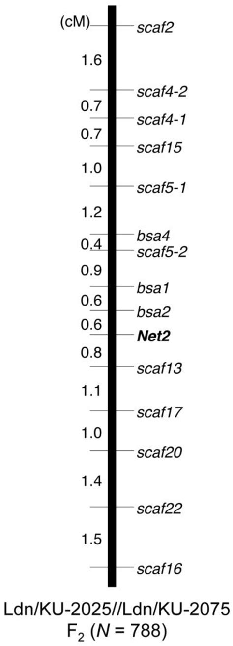 RNA Sequencing-Based Bulked Segregant Analysis Facilitates Efficient D ...