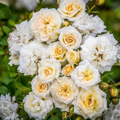 200 Mix Climbing Rose Seeds For Planting Outdoors-Perennial Rose Flower ...