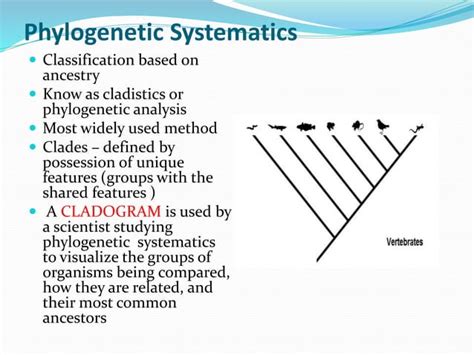 Taxonomy Explained 的图像结果
