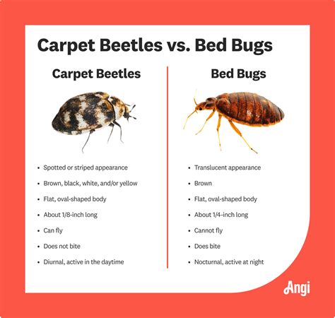 Carpet Beetle vs. Bed Bug: What’s the Difference? | Angi