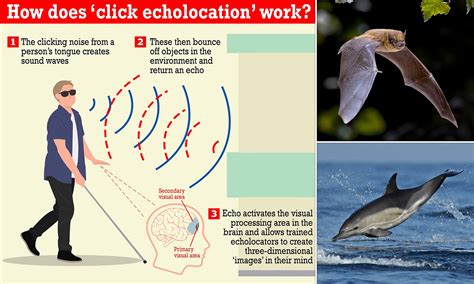 Echolocation Of Bats And Dolphins at Janice Hogan blog