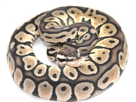 Green Ball Python 的图像结果