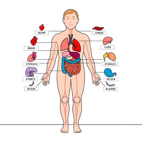 Diagrama De La Anatomía Del Cuerpo Humano.