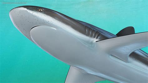 3D Realistic Dusky Shark | 3D Molier International
