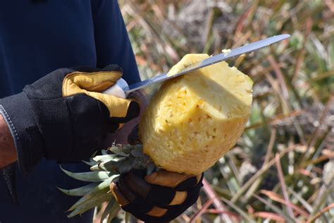Cutting A Pineapple Free Stock Photo - Public Domain Pictures