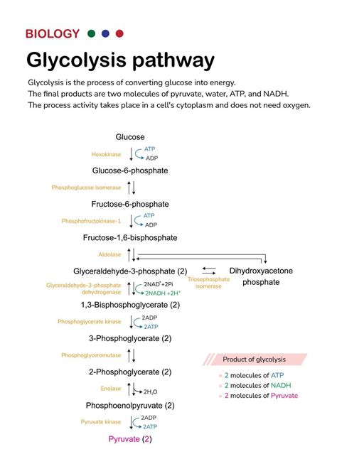 Biology diagram show pathway of glycolysis for break down glucose into pyruvate and generate ...