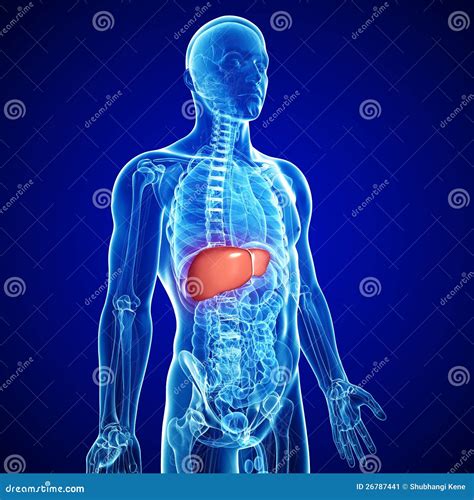 Weight Of Liver In Human Body