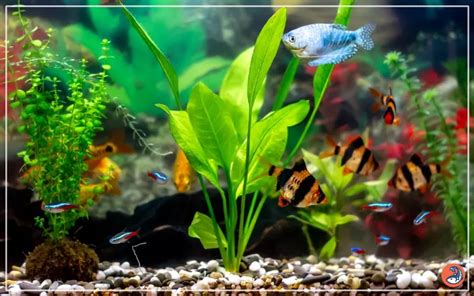 Image result for Java Fern Disease
