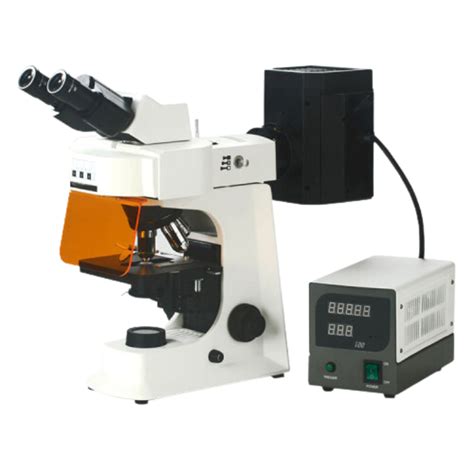 Fluorescence Microscope 的图像结果