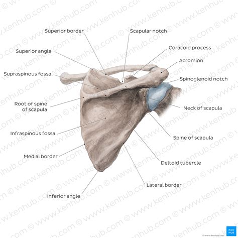 Scapula Bone: Anatomy, Structure And Labeled Diagram, 46% OFF