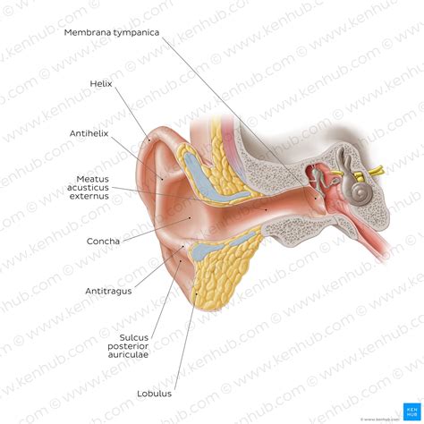 Äußeres Ohr: Anatomie, Aufbau, Funktion | Kenhub