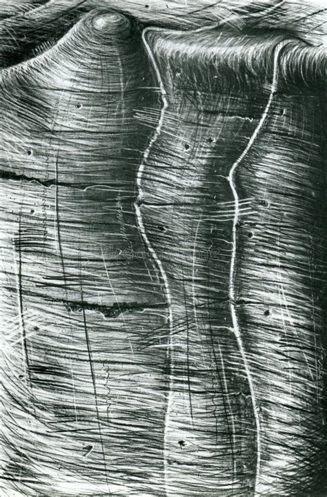 Image result for Shell Drawing Sheet