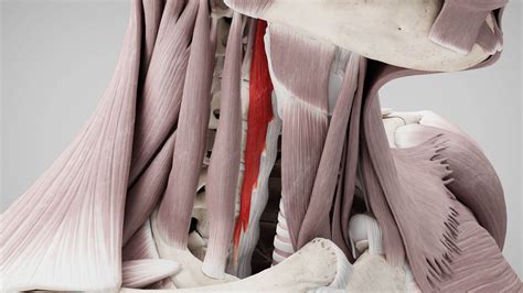 Longus Capitis Longus Colli Fotos Und Bildmaterial In Hoher