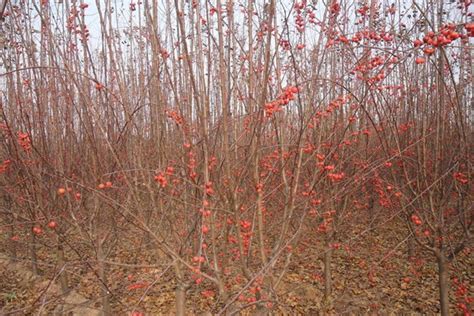 冬红果海棠怎么种植养护-苗木知道-河北百盛苗木