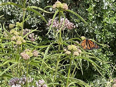 About Biodiversity — Silver Lake Reservoirs Conservancy