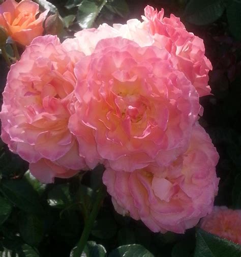 Rose City Park (Portland): Ce qu'il faut savoir pour votre visite 2022