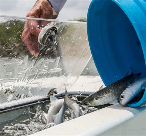 Image result for Cast Net Mullet Run