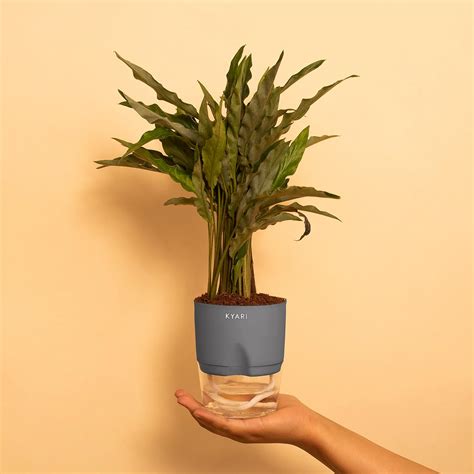 KYARI Calathea Rufibarba Live Indoor Plant with Grey Self Watering Pot ...