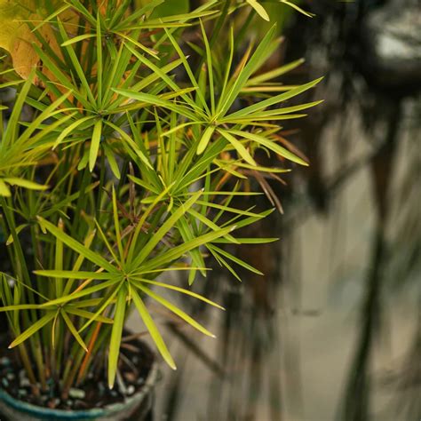 Tropical House Plant Tree