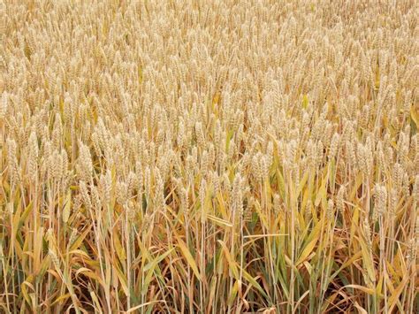 国审济麦22小麦种子 优质强筋大田冬小麦籽高产矮秆抗倒大穗原种-淘宝网
