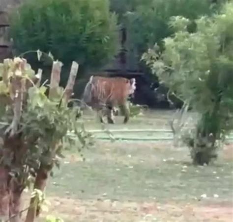 Tigress Arrowhead’s cub spotted again inside Ranthambore Fort