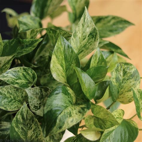 What Is Variegation? The Science Behind Variegated Houseplants – Ed's Plant Shop