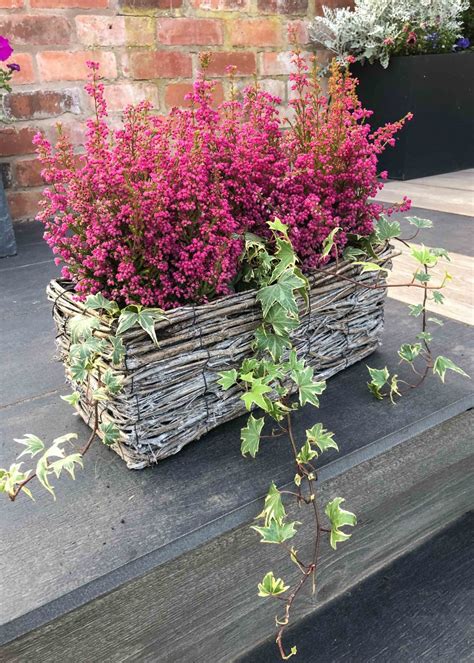 30 best fall flowers for pots and autumn hanging baskets - Growing Family