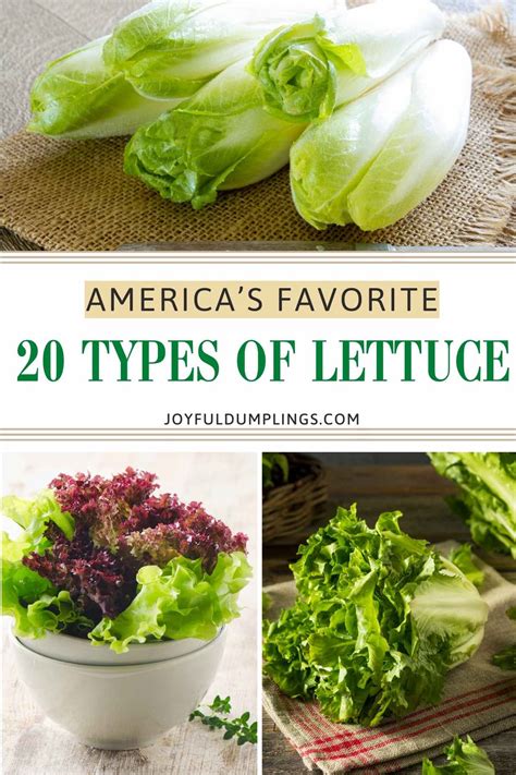Unveiling America's Favorite 20 Types of Lettuce and Ways to Eat Each ...
