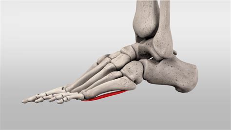 Musculus opponens digiti minimi pedis - DocCheck
