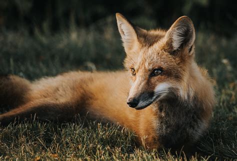 13 Fun Facts About Foxes