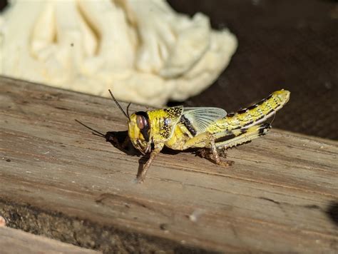 Grasshopper vs Locust: Key Differences Explained (2024 Comparison ...