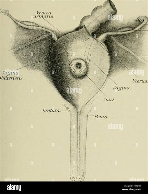 This 1908 work explores hermaphroditism in humans, discussing the ...