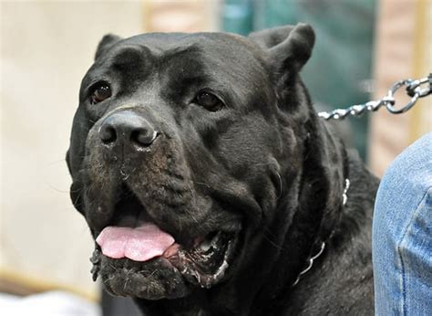 Cane Corso Cost 的图像结果