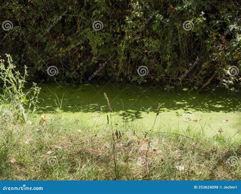 Stagnant Water with Pollution and Algae Growing. Water Problem and ...