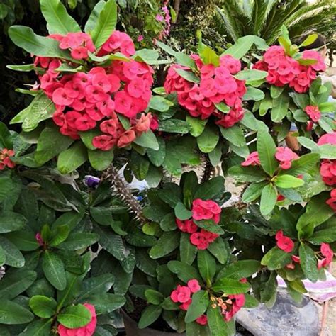 Della Luxury Products | Iconic Projects Design, Manufacturing & Built