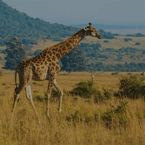 Zimbabwe Language - Official Languages | Discover Africa