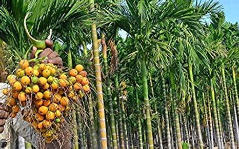 Creative Farmer Natural Palm Plants Betel Nut Dwarf, High Yielding ...