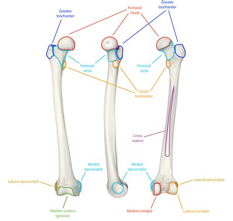 Labeled Femur Osteology Of The Femur