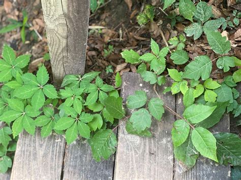 How To Identify Poison Oak And Poison Ivy at Anthony Ana blog