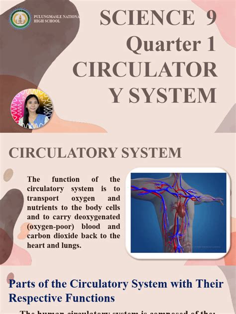 Image result for Circulatory System Tutorial