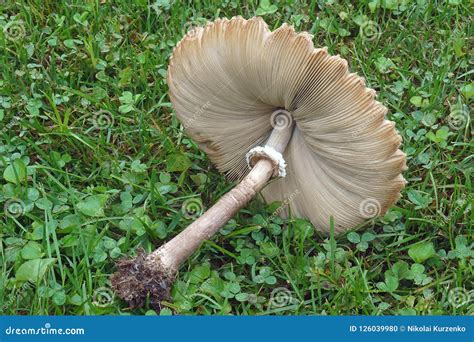 False parasol mushroom. stock photo. Image of mycological - 126039980