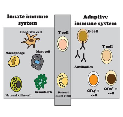 Image result for How the Immunity Systems Work