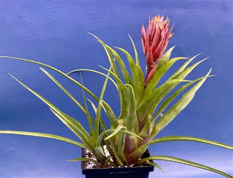 Buy Aechmea Recurvata Var. Recurvata Shown in a 4 Inch Pot, G1205 ...