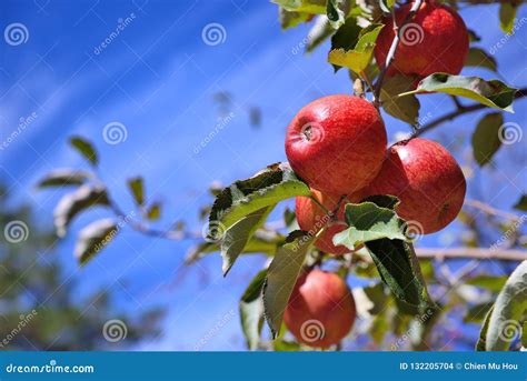 Image result for Apple Tree Farm